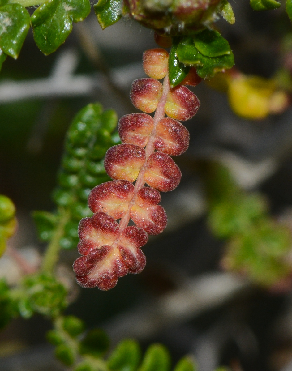 Image of Sarcopoterium spinosum specimen.