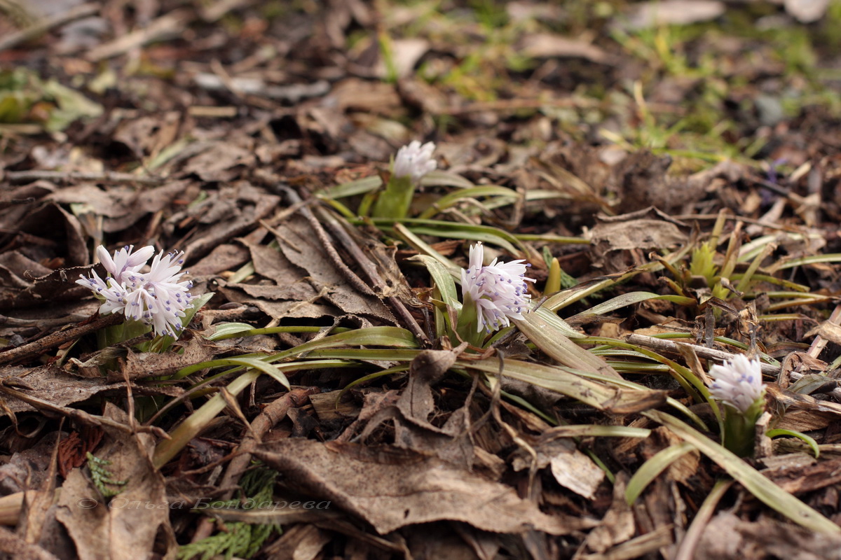 Image of Ypsilandra cavaleriei specimen.