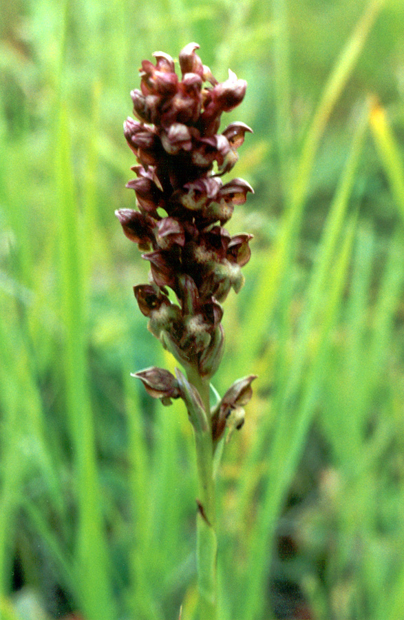 Image of Anacamptis coriophora specimen.