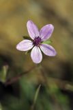 Erodium cicutarium