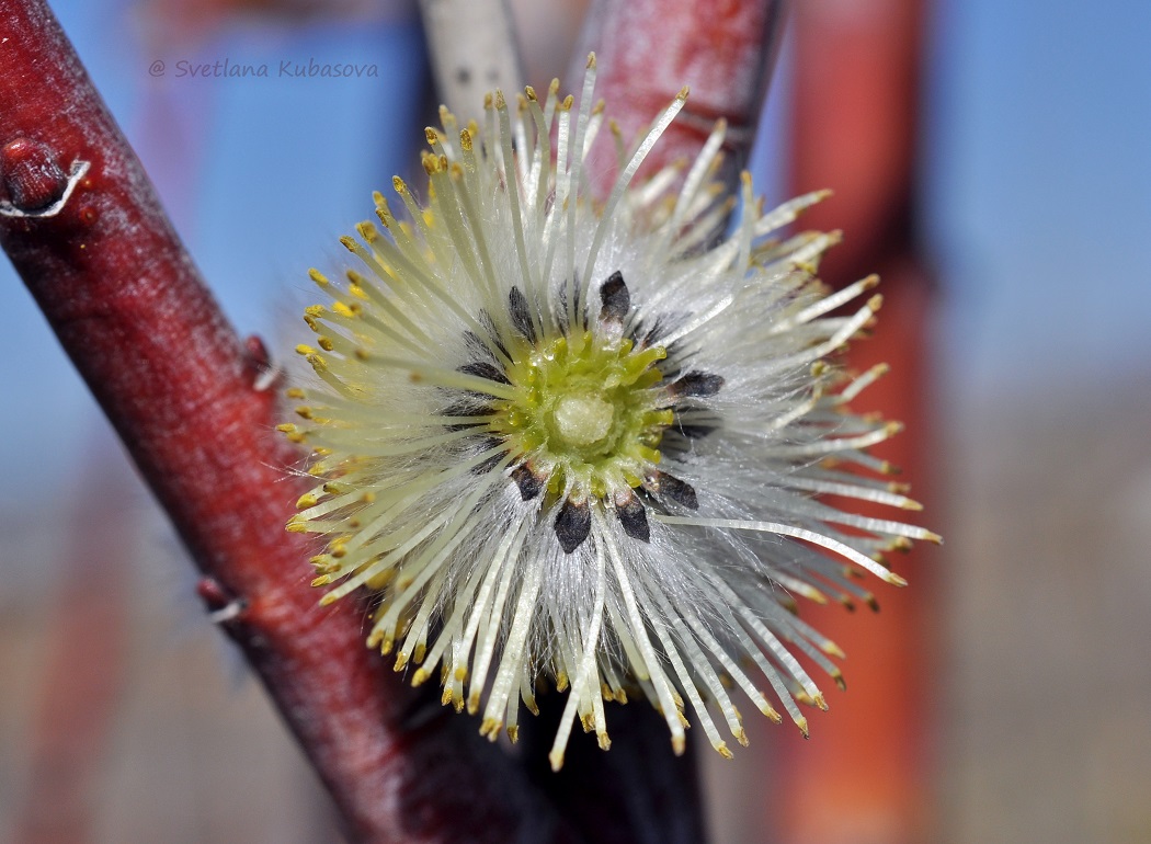 Изображение особи Salix daphnoides.