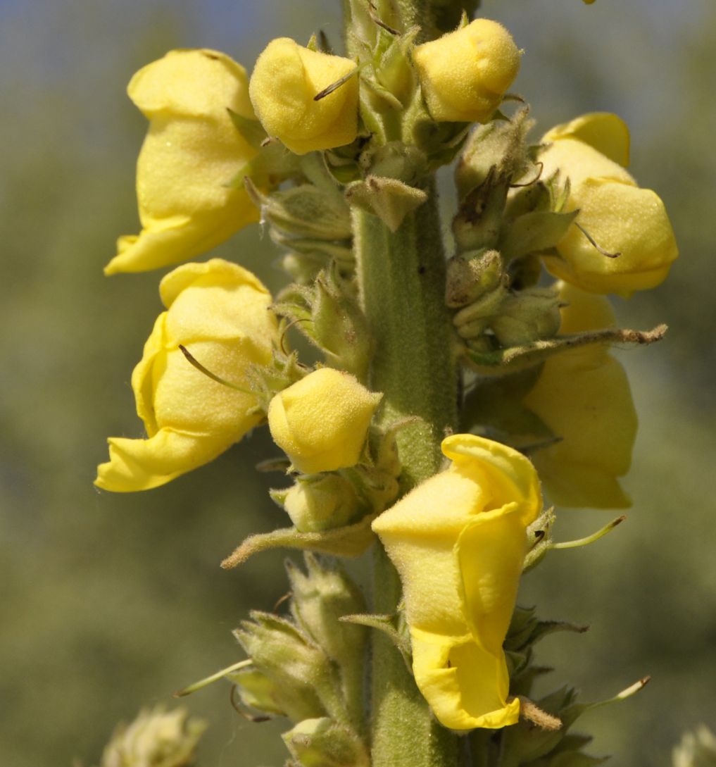 Image of genus Verbascum specimen.