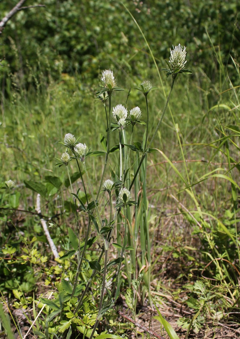 Изображение особи Trifolium caucasicum.