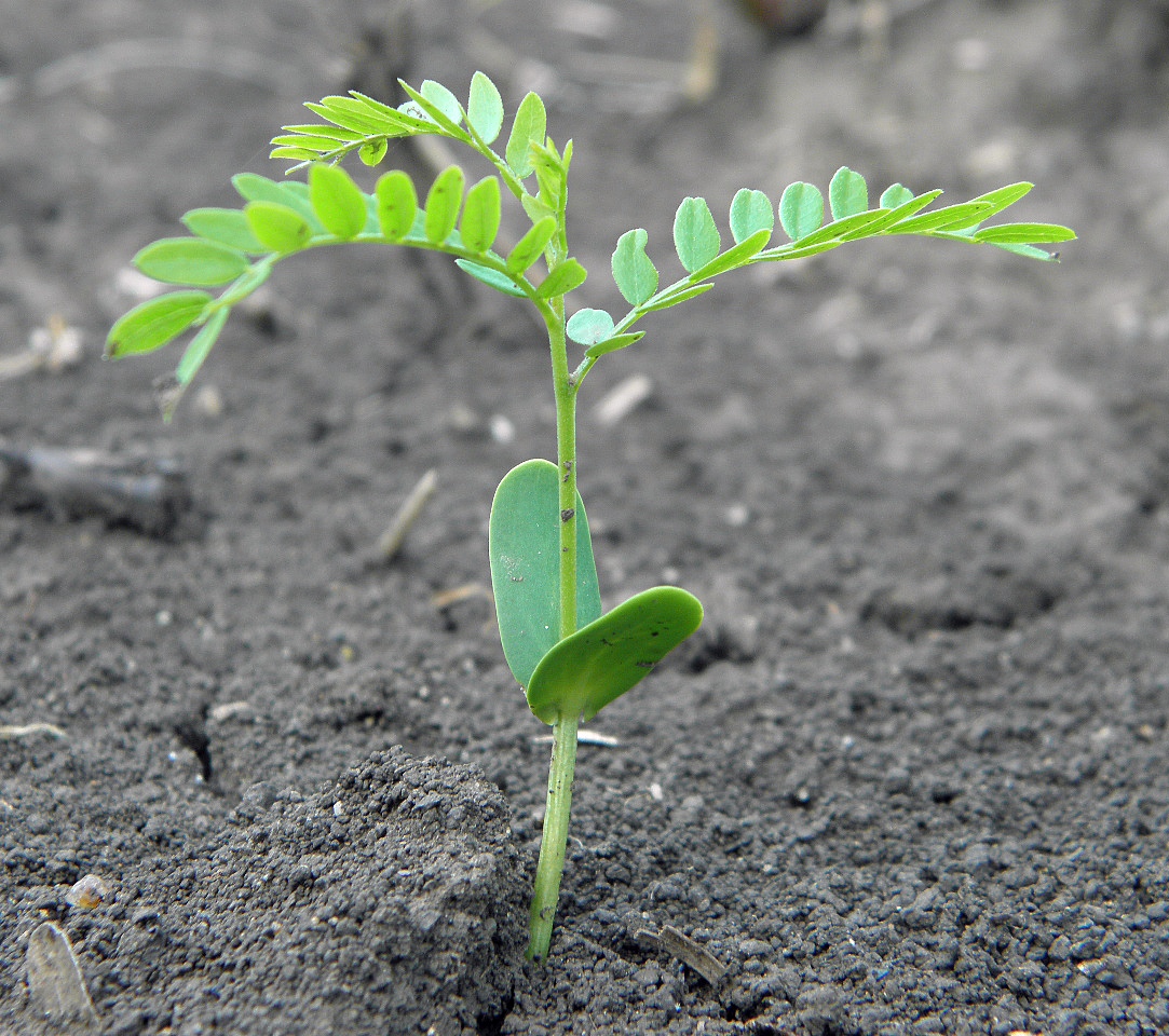 Image of Gleditsia triacanthos specimen.