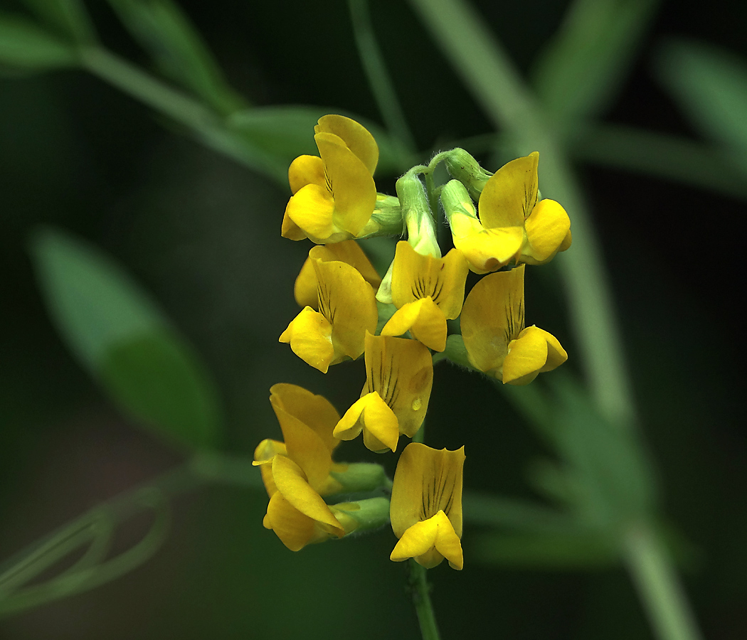 Image of Lathyrus pratensis specimen.