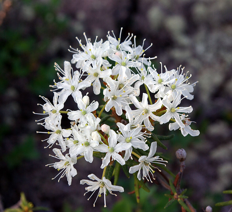 Image of Ledum decumbens specimen.