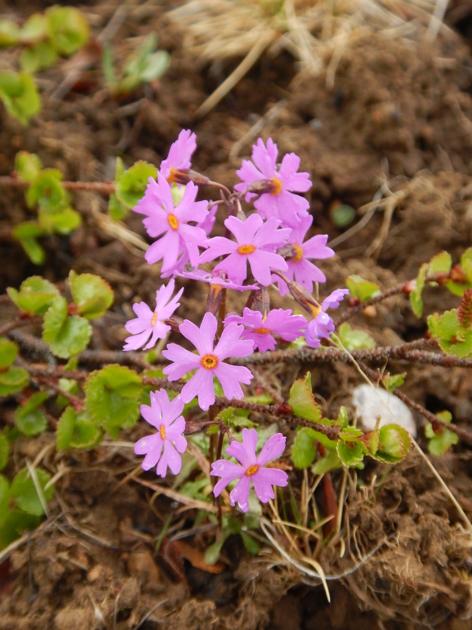 Image of Primula nutans specimen.