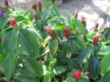 Costus woodsonii