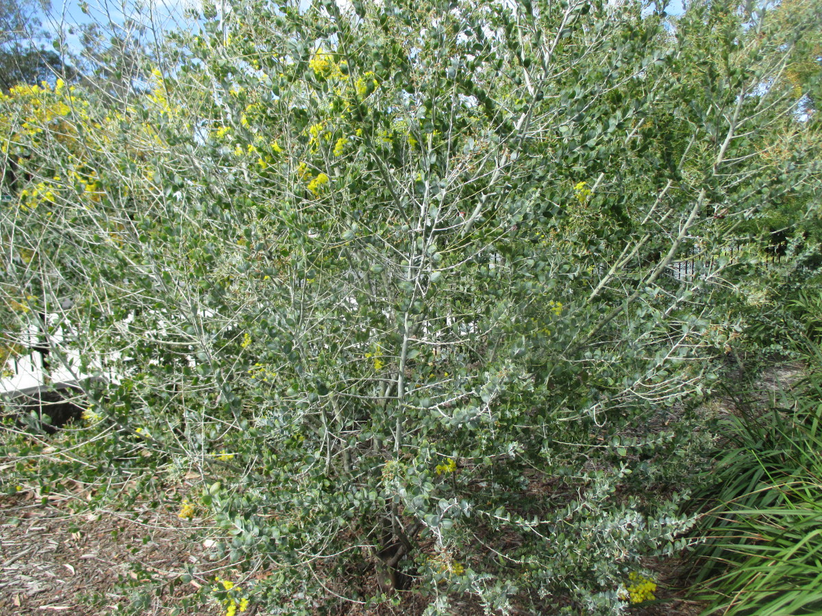 Image of Acacia podalyriifolia specimen.