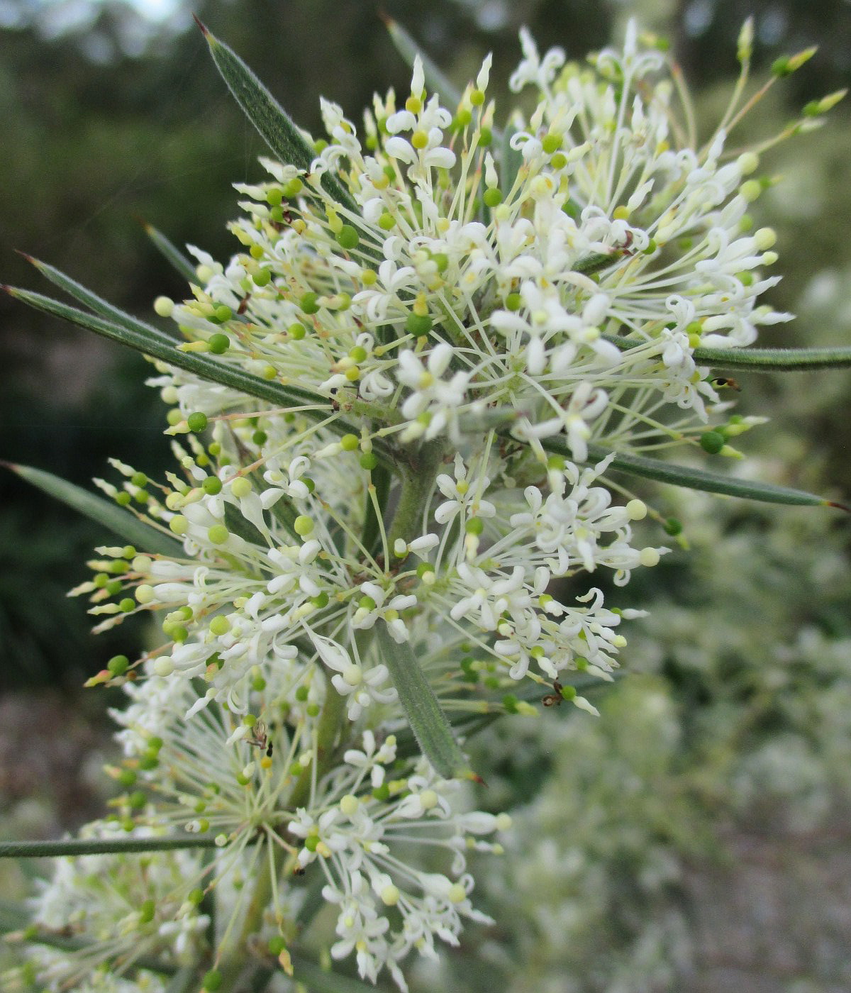 Image of Grevillea biternata specimen.