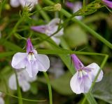 Lobelia erinus. Цветки и бутоны. Пермь, Свердловский р-н, в озеленении двора. 19 сентября 2017 г.