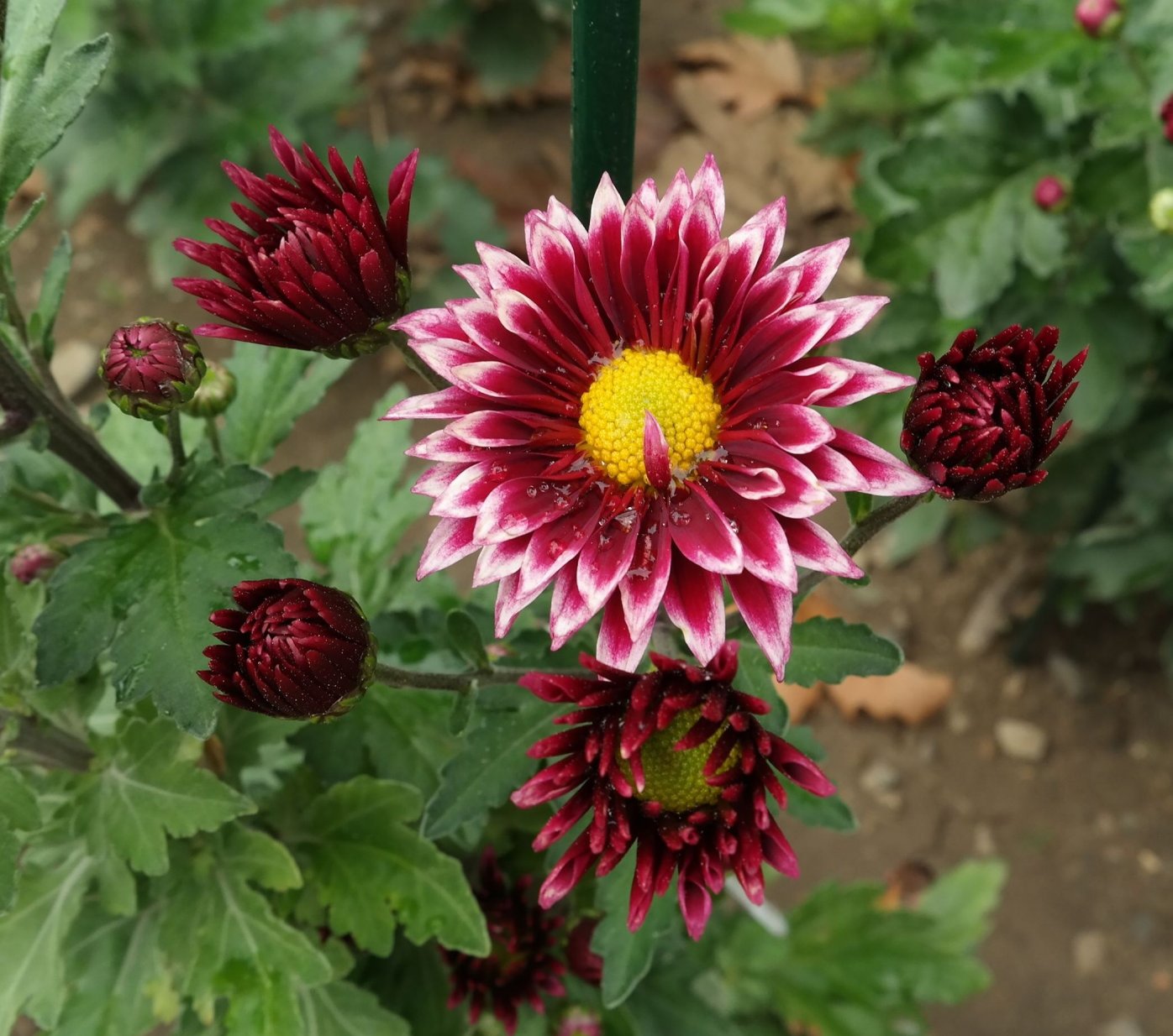 Image of Chrysanthemum indicum specimen.