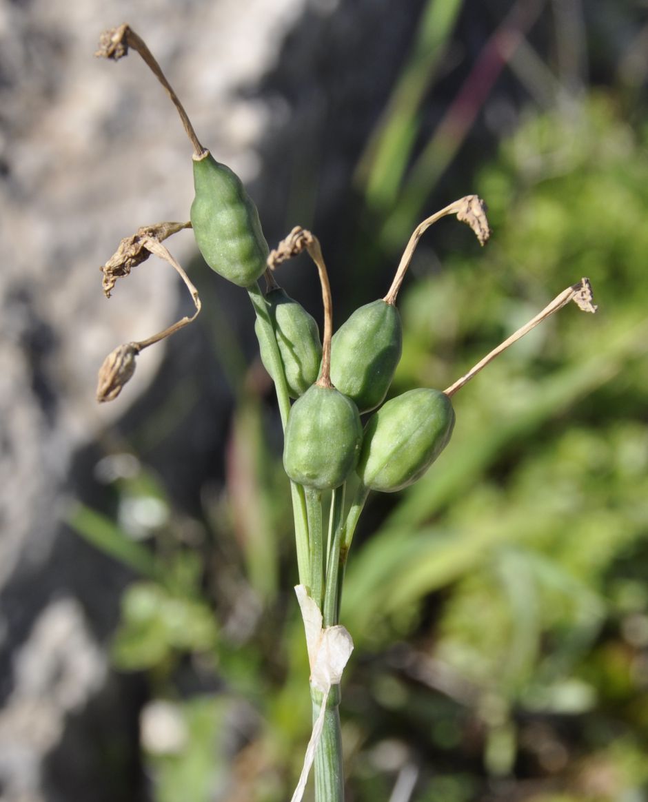 Image of Narcissus tazetta specimen.