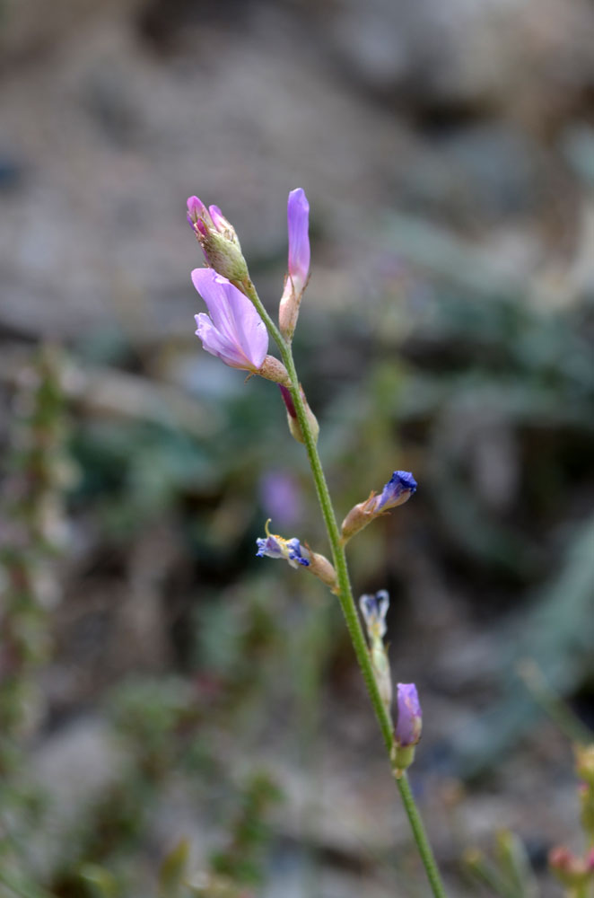 Изображение особи Astragalus managildensis.