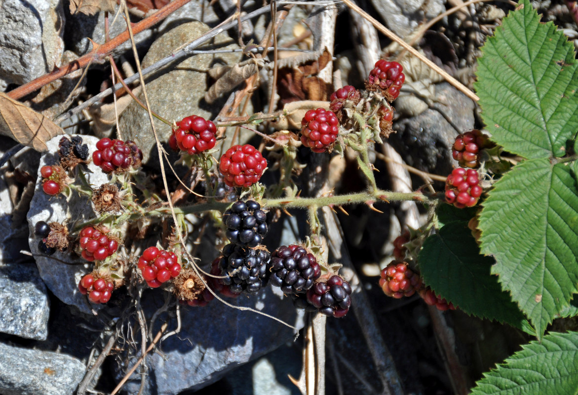 Изображение особи Rubus sanctus.