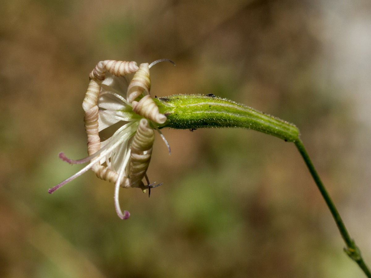 Изображение особи Silene sieberi.