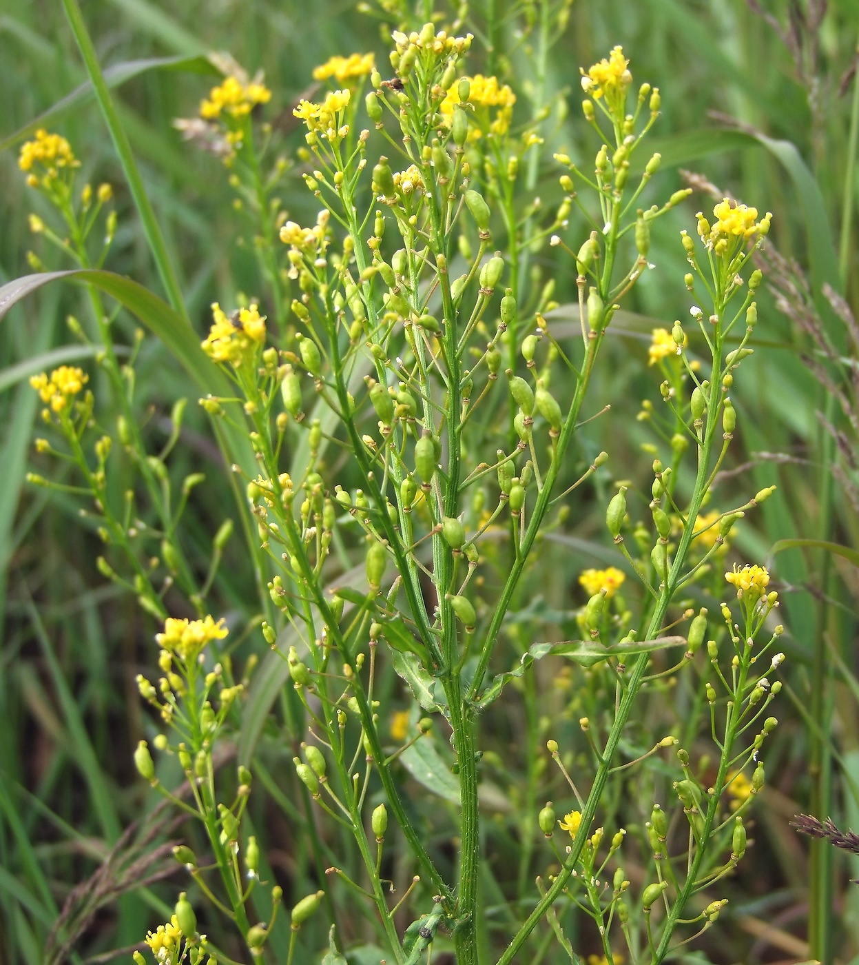 Image of Rorippa barbareifolia specimen.