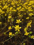 Ranunculus gmelinii. Верхушки побегов с цветками и плодами. Магаданская обл., Ольский р-н, окр. Ольского шоссе, заболоченный участок. 03.07.2013.