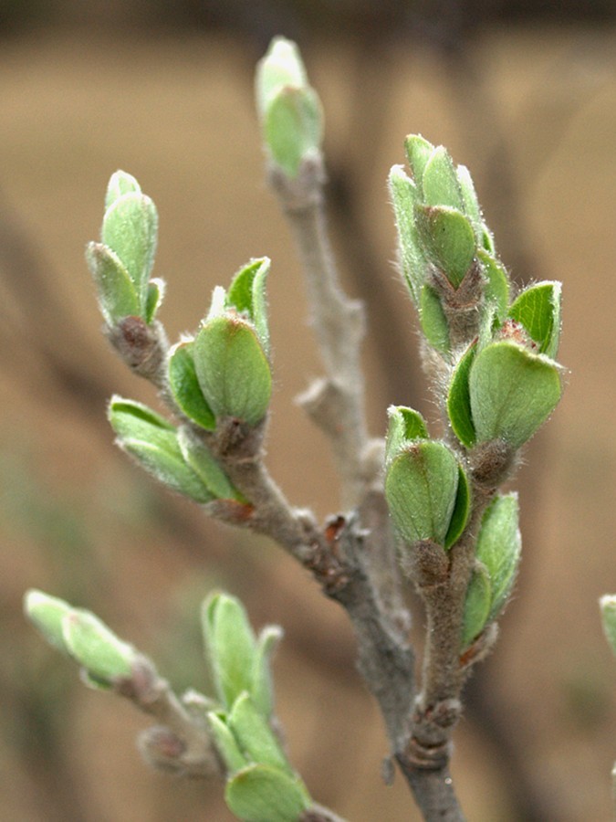 Image of Salix glauca specimen.