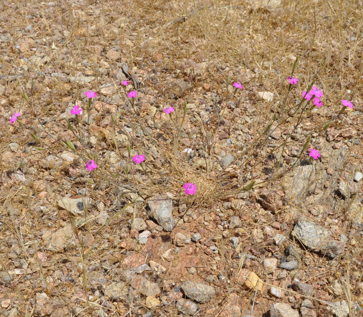 Изображение особи Dianthus diffusus.