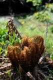 Смотреть изображение Dryopteris crassirhizoma