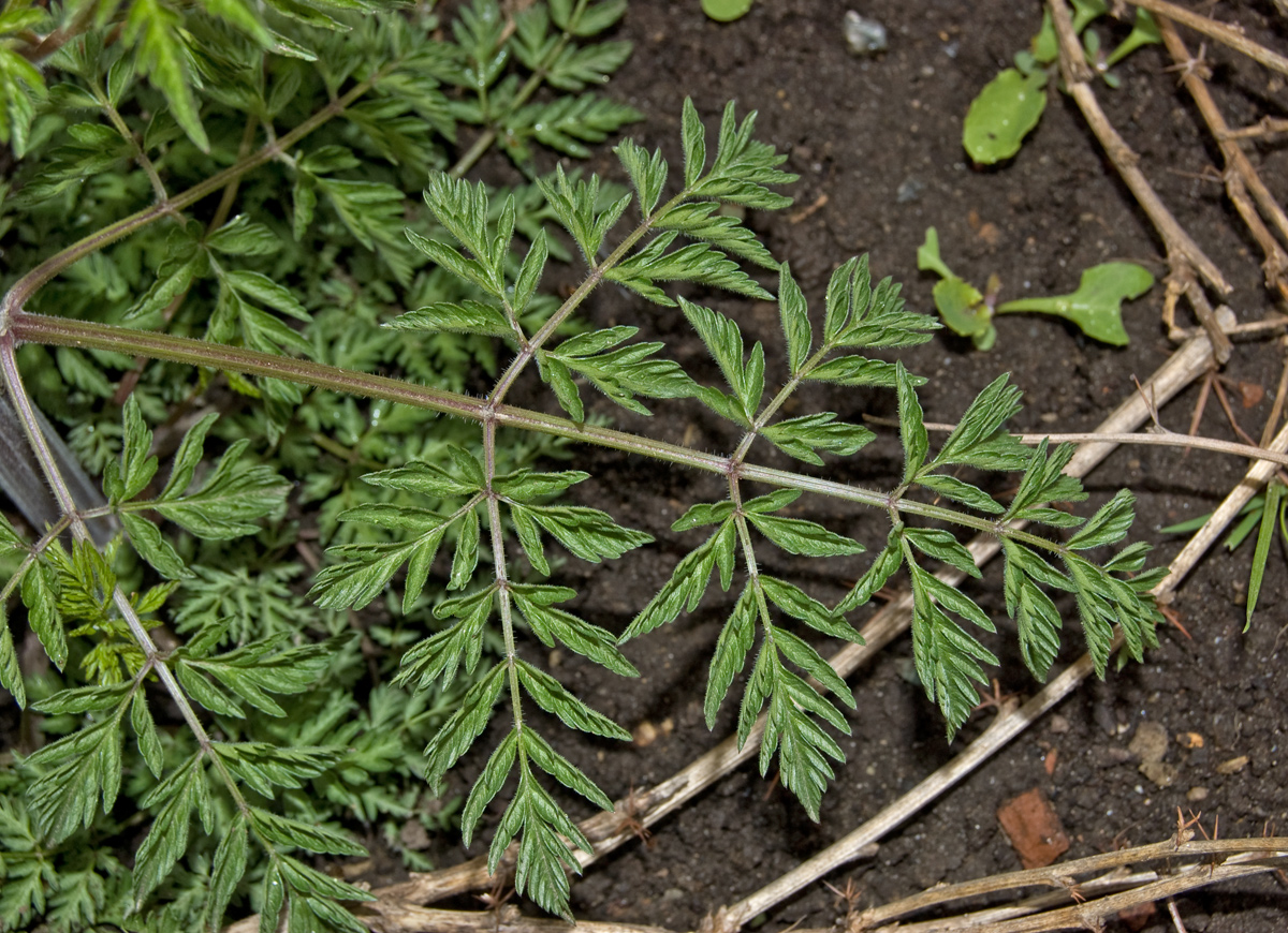 Изображение особи Anthriscus sylvestris.