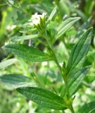 Lithospermum officinale