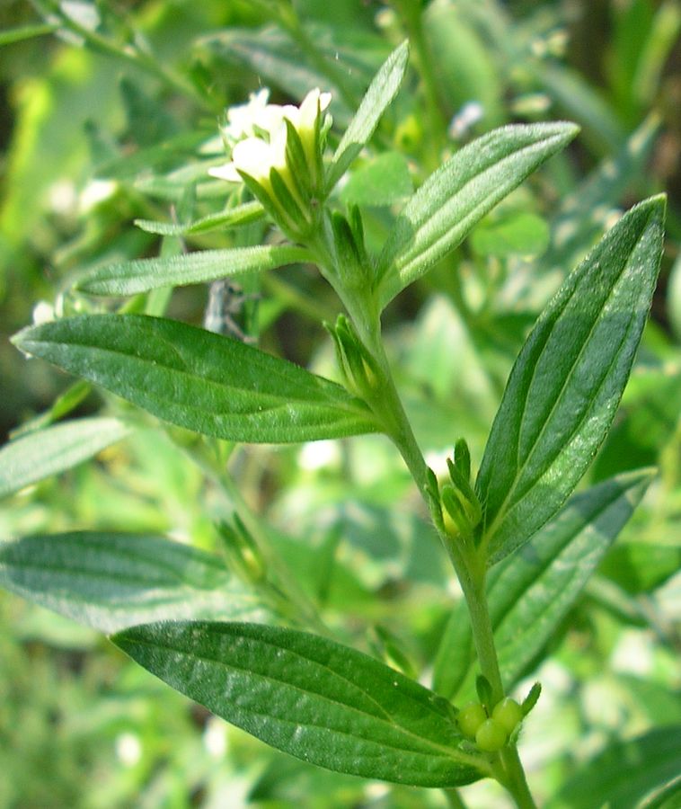 Image of Lithospermum officinale specimen.