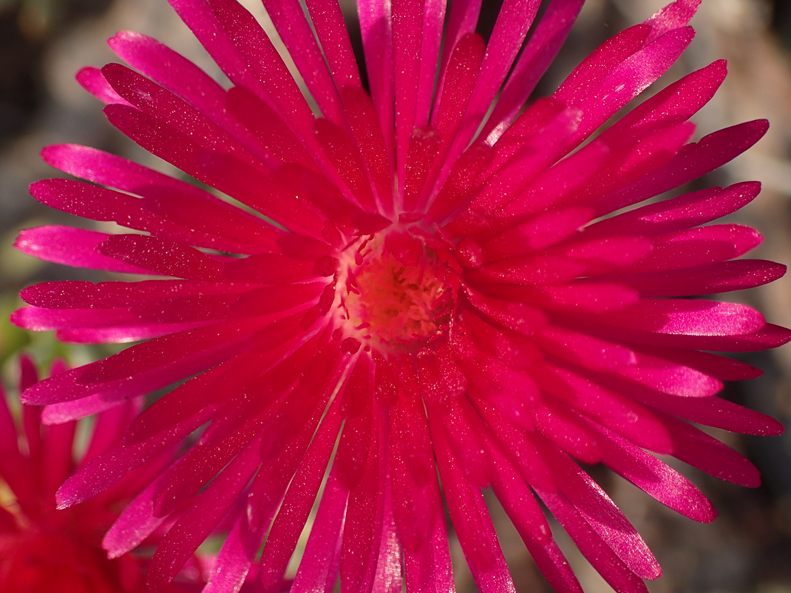 Image of Lampranthus falcatus specimen.