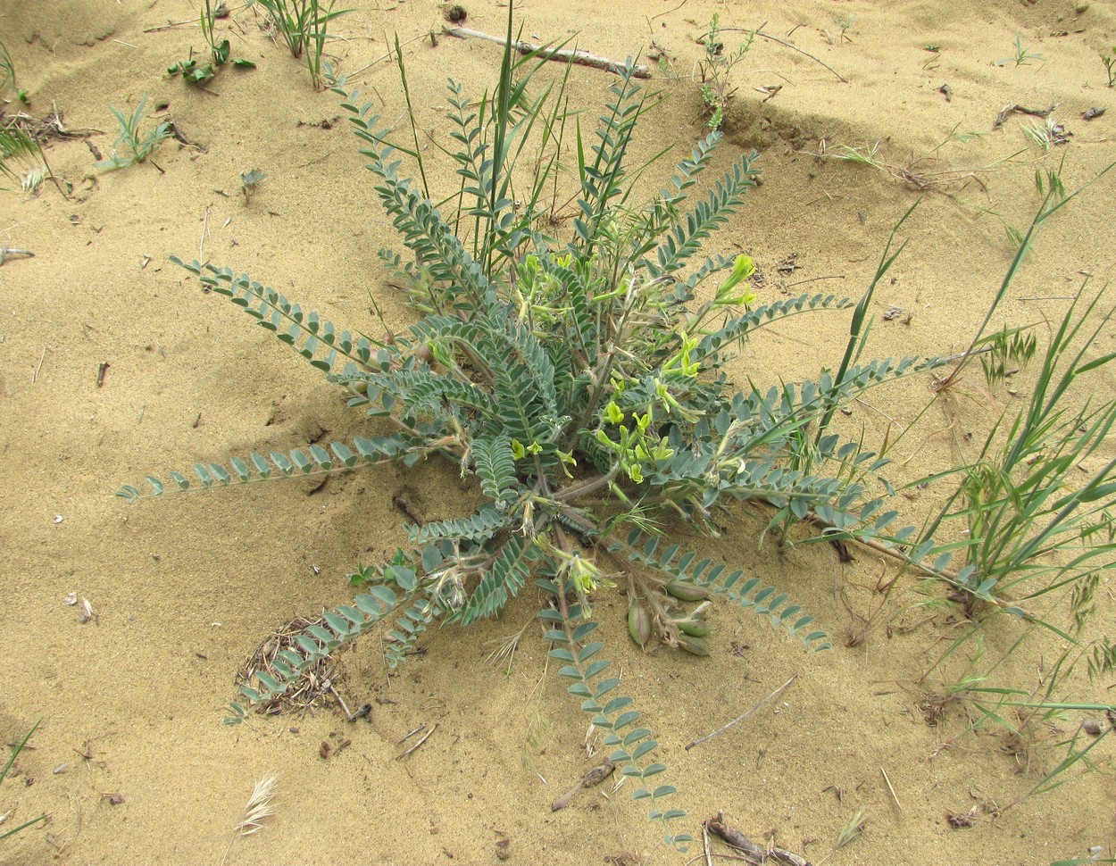 Image of Astragalus longipetalus specimen.