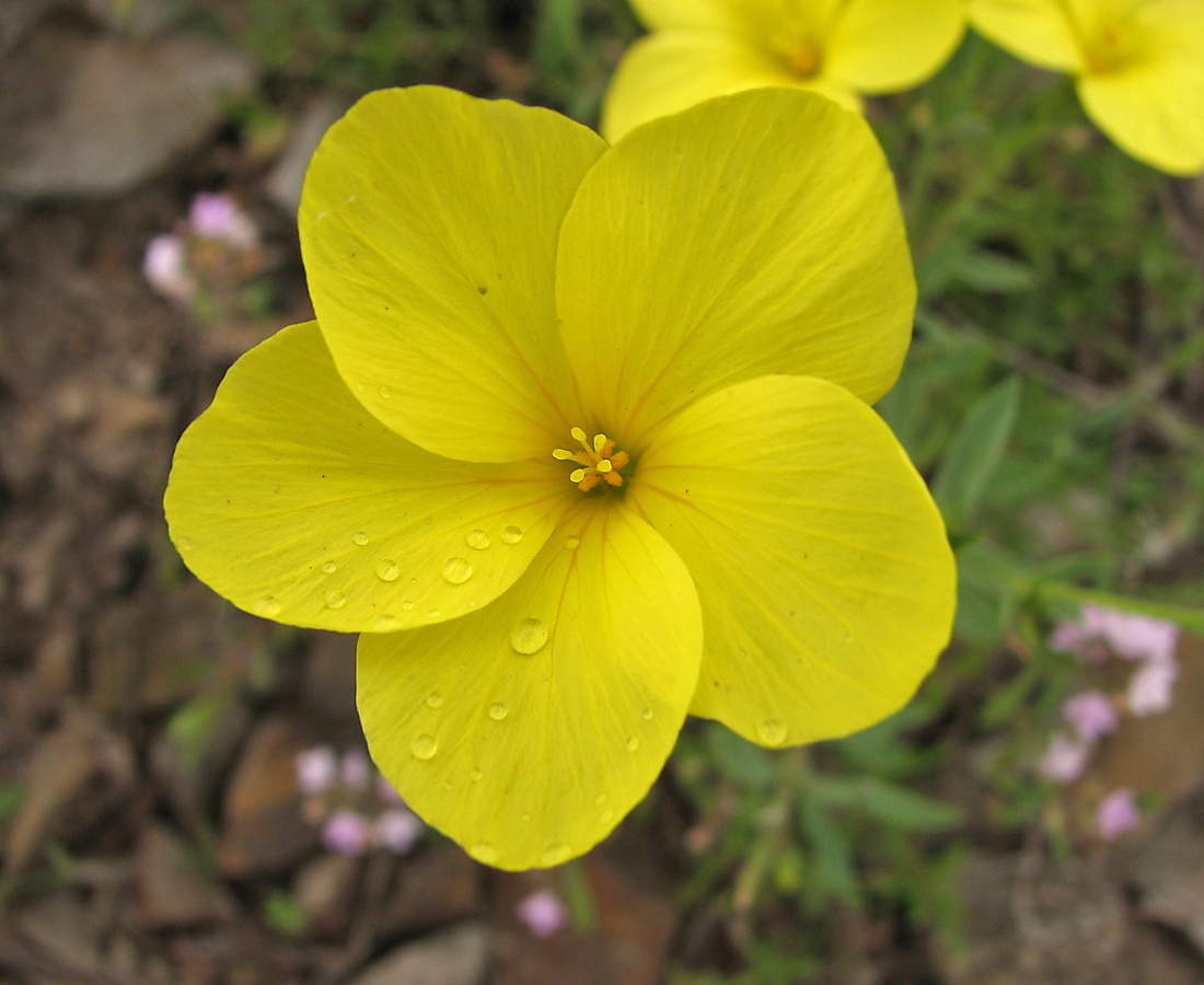 Image of Linum czernjajevii specimen.