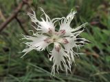 Dianthus pseudoserotinus. Цветок. Украина, Тернопольская обл., Кременецкий р-н, национальный парк \"Кременецкие горы\", луговое сообщество на выходах известняков. 26 июня 2010 г.