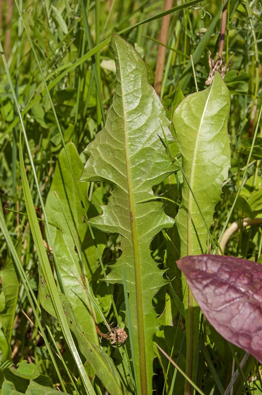 Image of genus Taraxacum specimen.