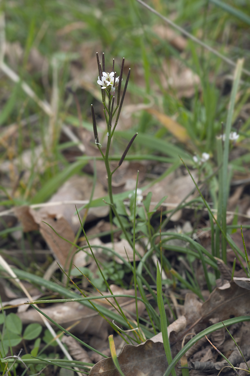 Изображение особи Cardamine hirsuta.