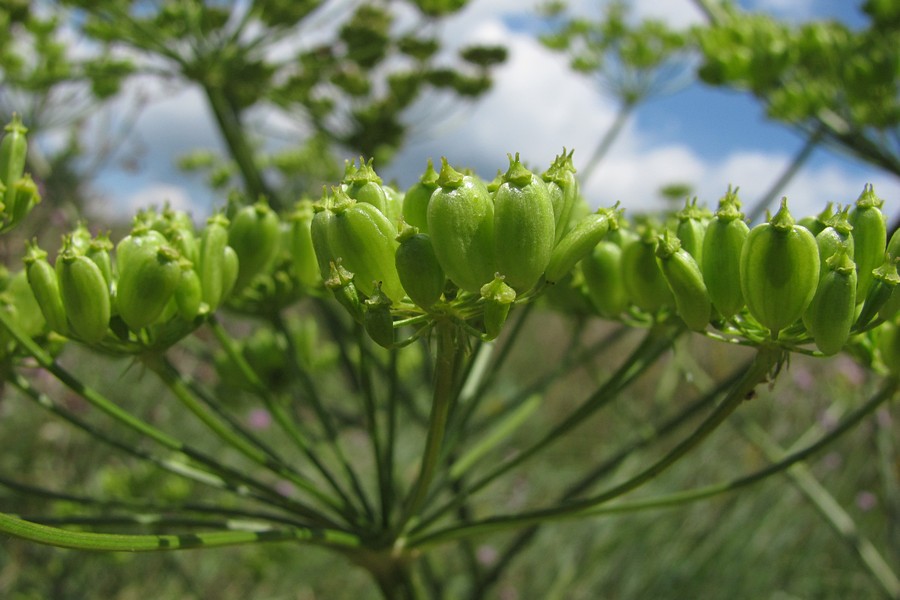 Image of Heracleum sibiricum specimen.