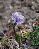 Trollius lilacinus. Цветущее растение. Алтай, Кош-Агачский р-н, долина р. Аккаллу-Озек, ≈ 2700 м н.у.м., горная тундра. 17.06.2019.