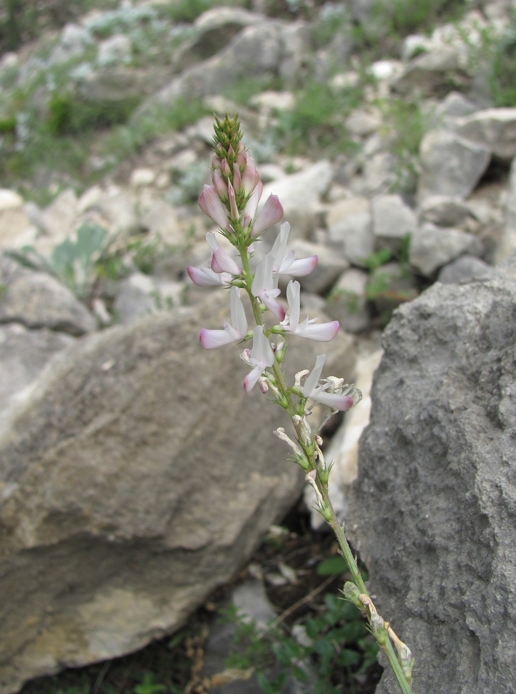 Image of Onobrychis petraea specimen.