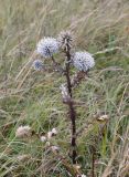 Echinops sphaerocephalus