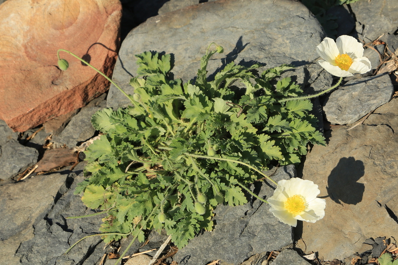 Изображение особи Papaver sokolovskajae.