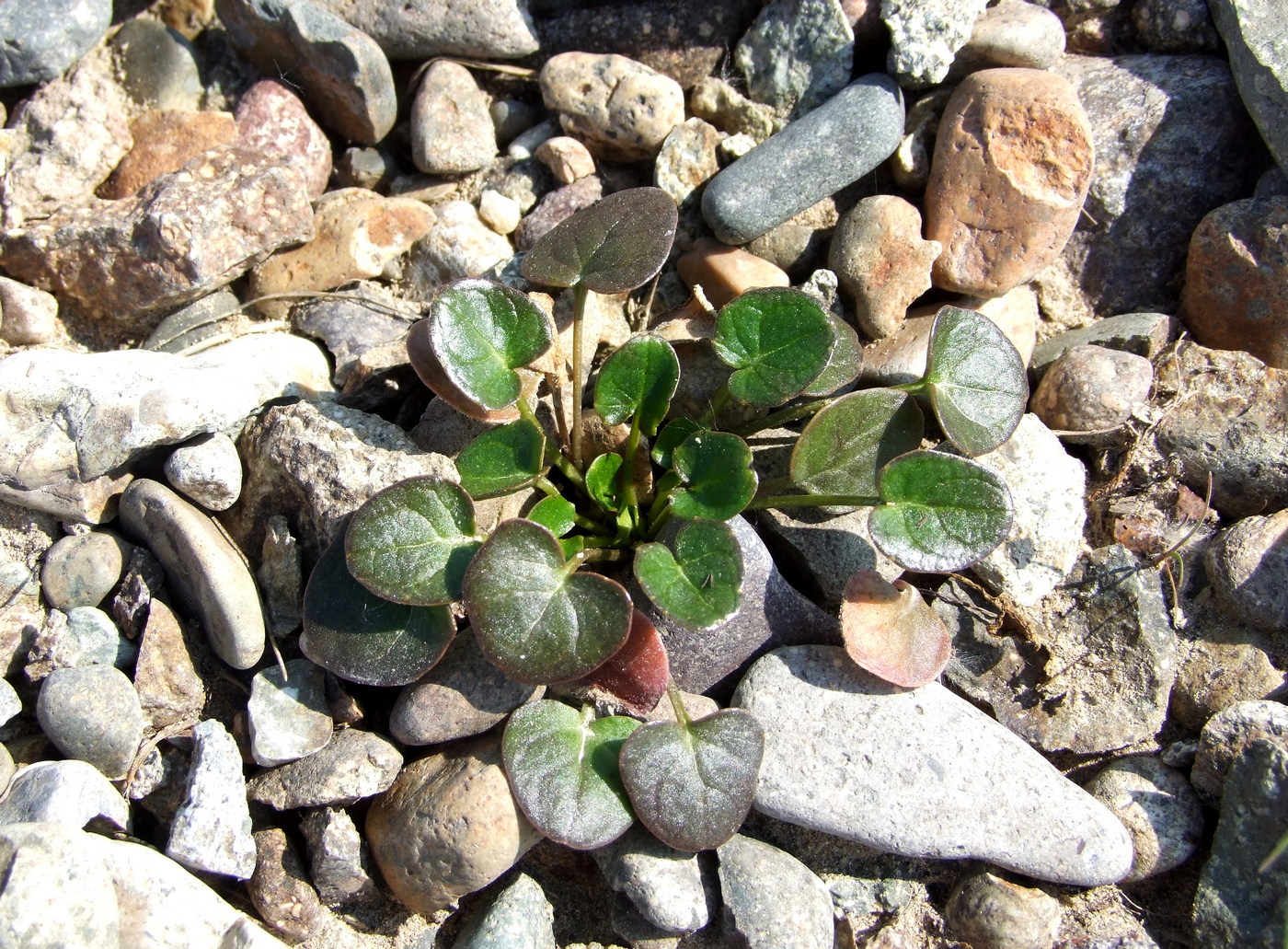 Image of Cochlearia officinalis specimen.