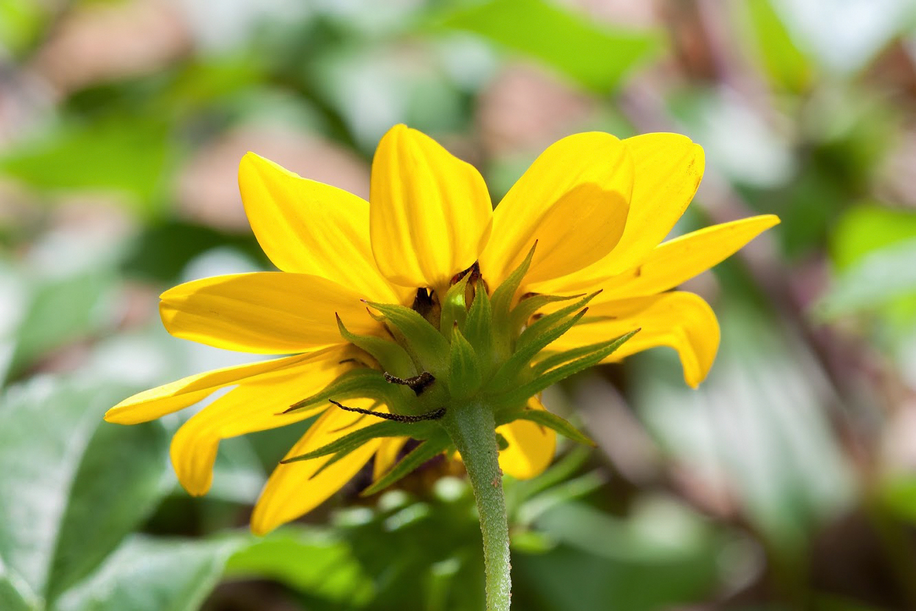 Image of Helianthus debilis specimen.