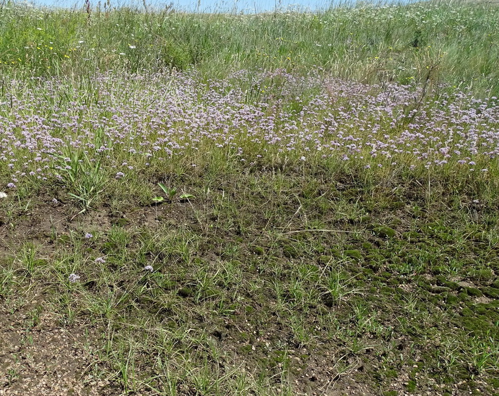 Image of Allium oliganthum specimen.