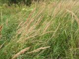 Смотреть изображение Calamagrostis epigeios