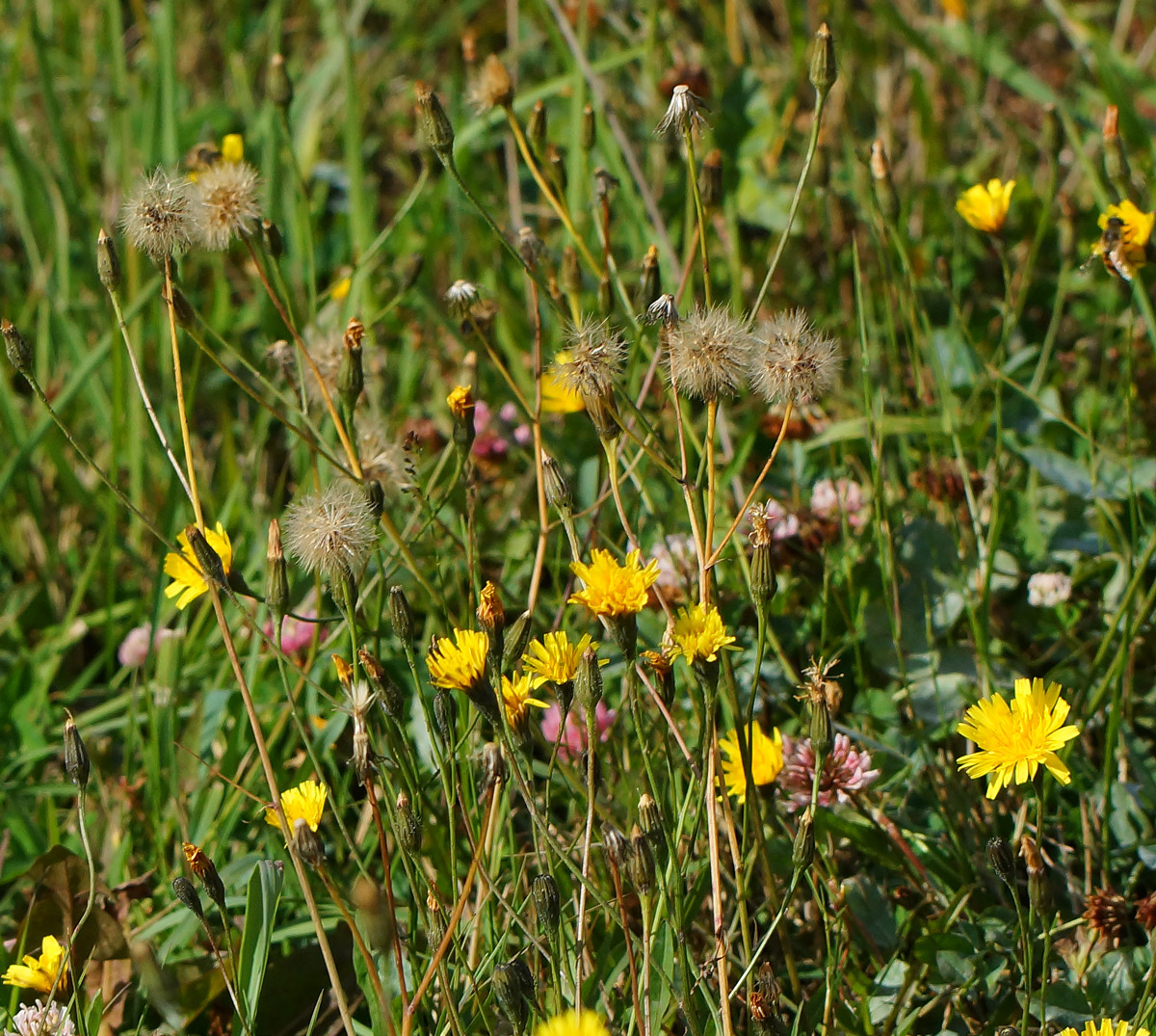 Image of Scorzoneroides autumnalis specimen.