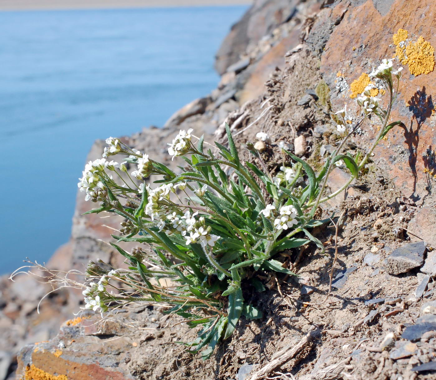 Image of Crucihimalaya bursifolia specimen.