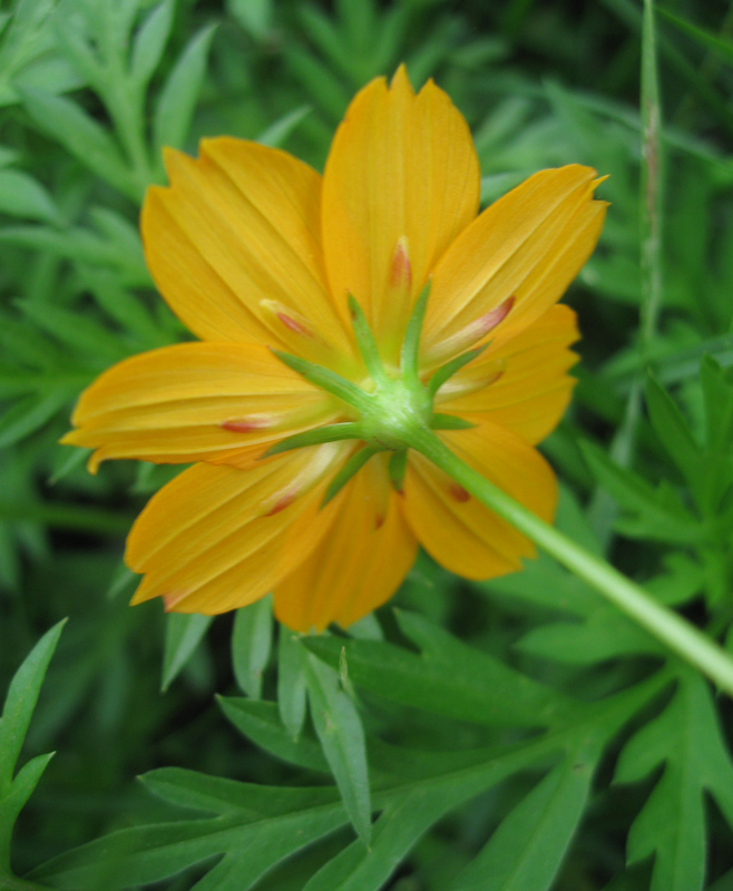 Image of Cosmos sulphureus specimen.