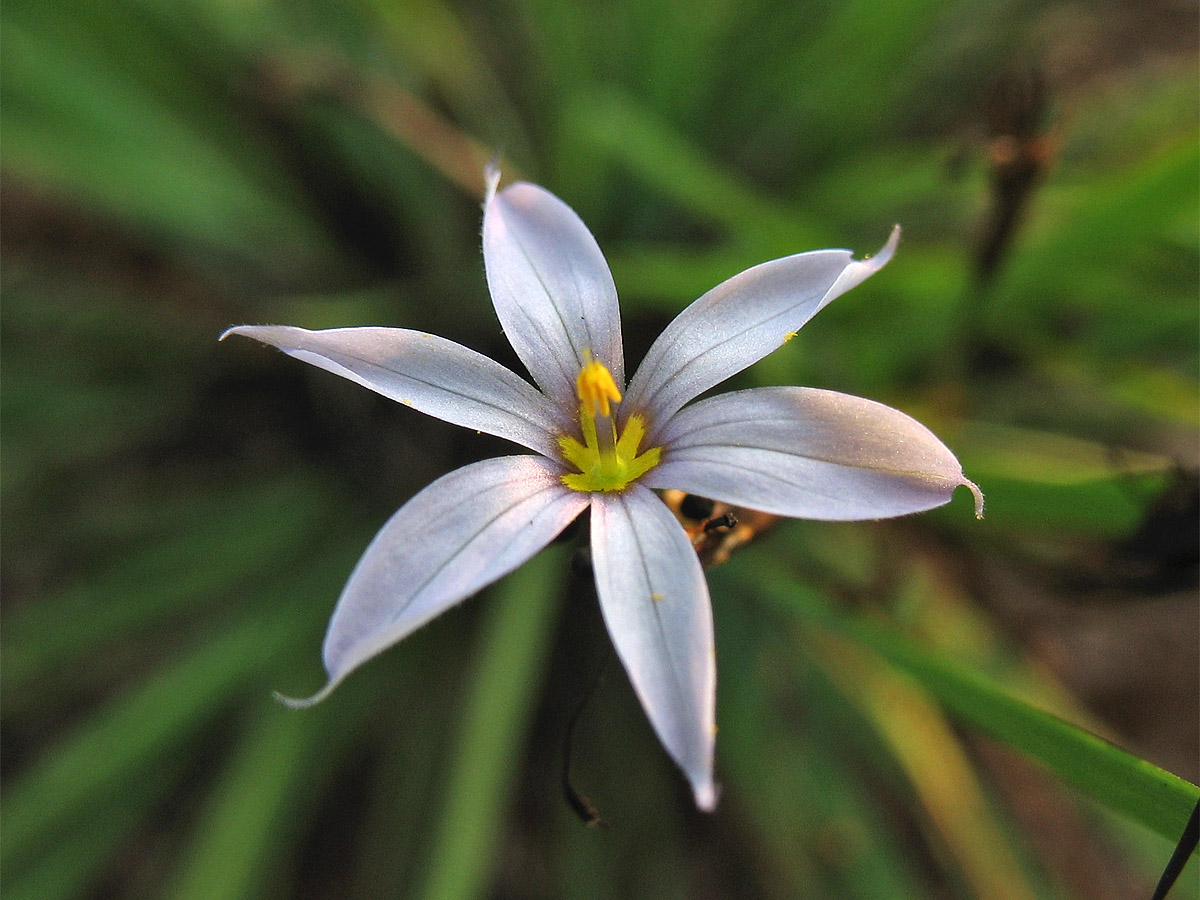 Image of Sisyrinchium mucronatum specimen.