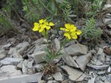 Erysimum callicarpum. Цветущее растение. Краснодарский край, окр. г. Новороссийск, хр. Маркотх, каменистый берег ручья. 31.05.2020.