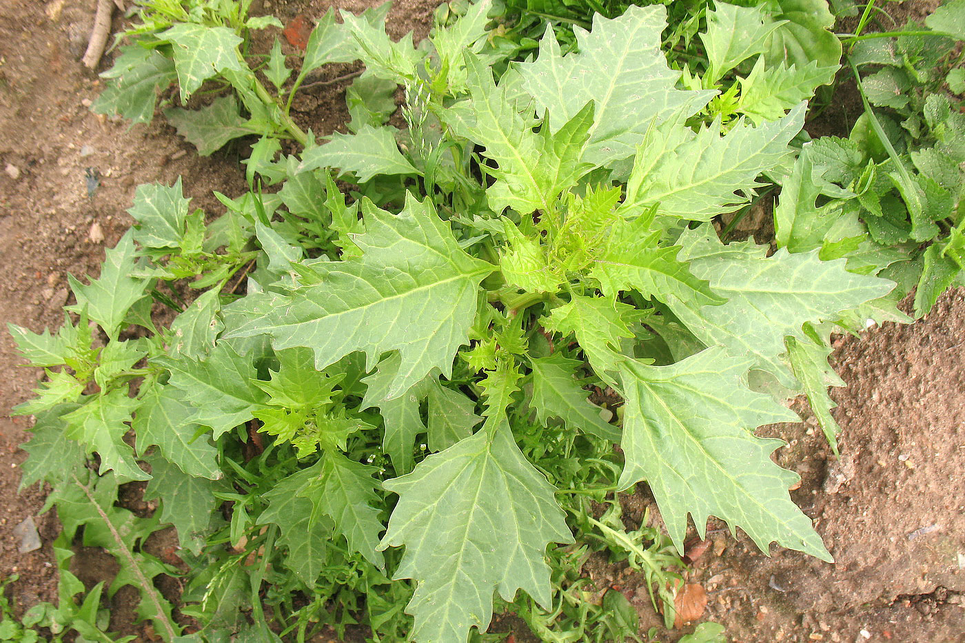 Image of Oxybasis rubra specimen.