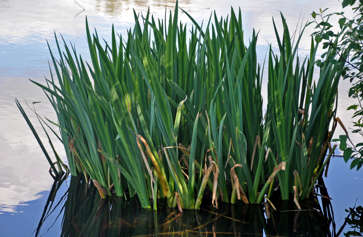 Image of Iris pseudacorus specimen.